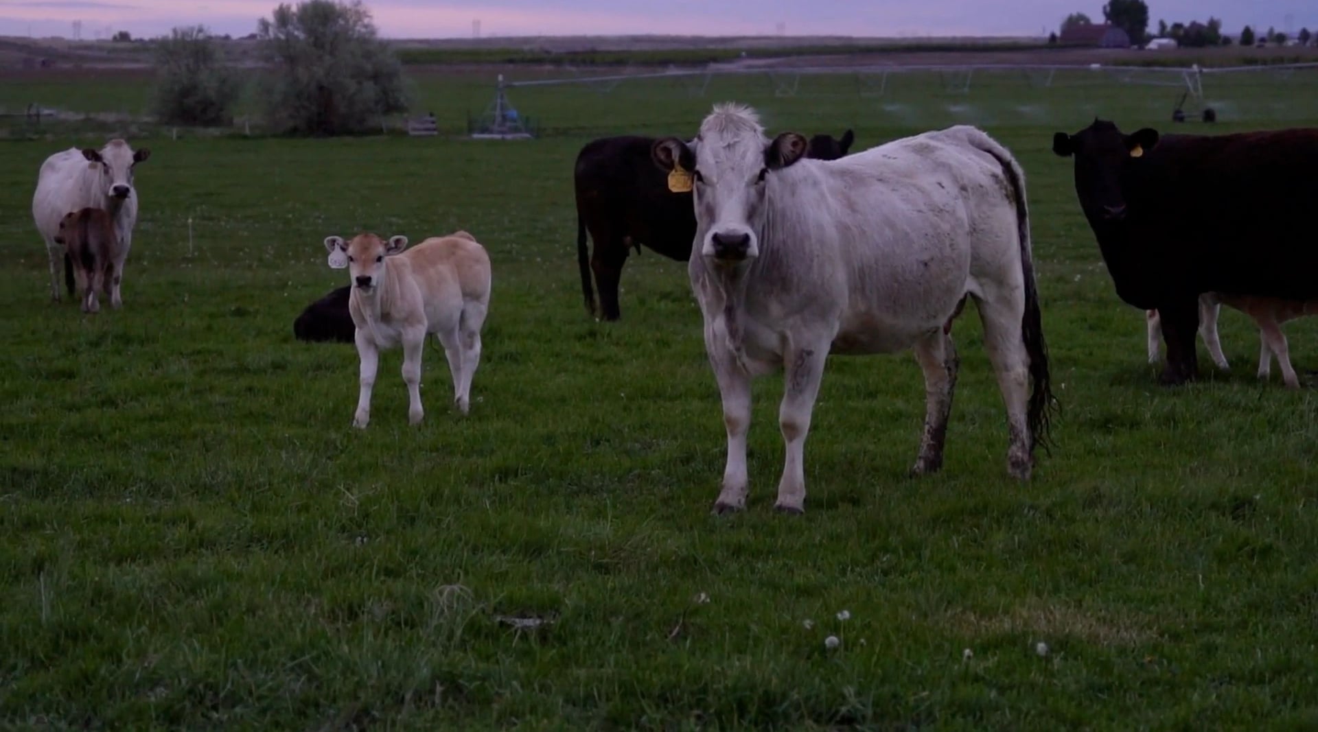 Vaca Piedmontese con su ternero pastando al atardecer en la pradera de Spring Lake Cattle, Idaho