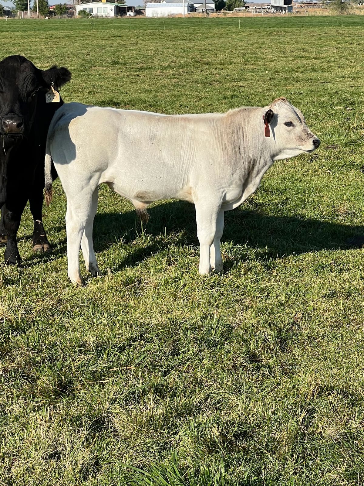 A young Piedmontese calf at Spring Lake Cattle