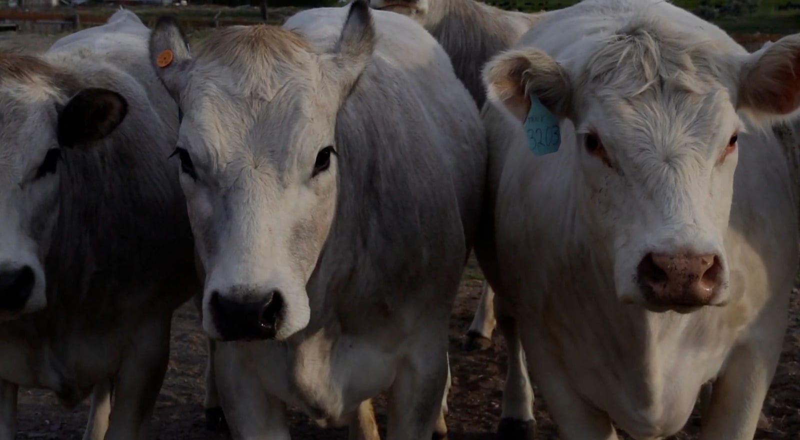 Three Piedmontese cattle close-up — the breed's defining silver-white coat