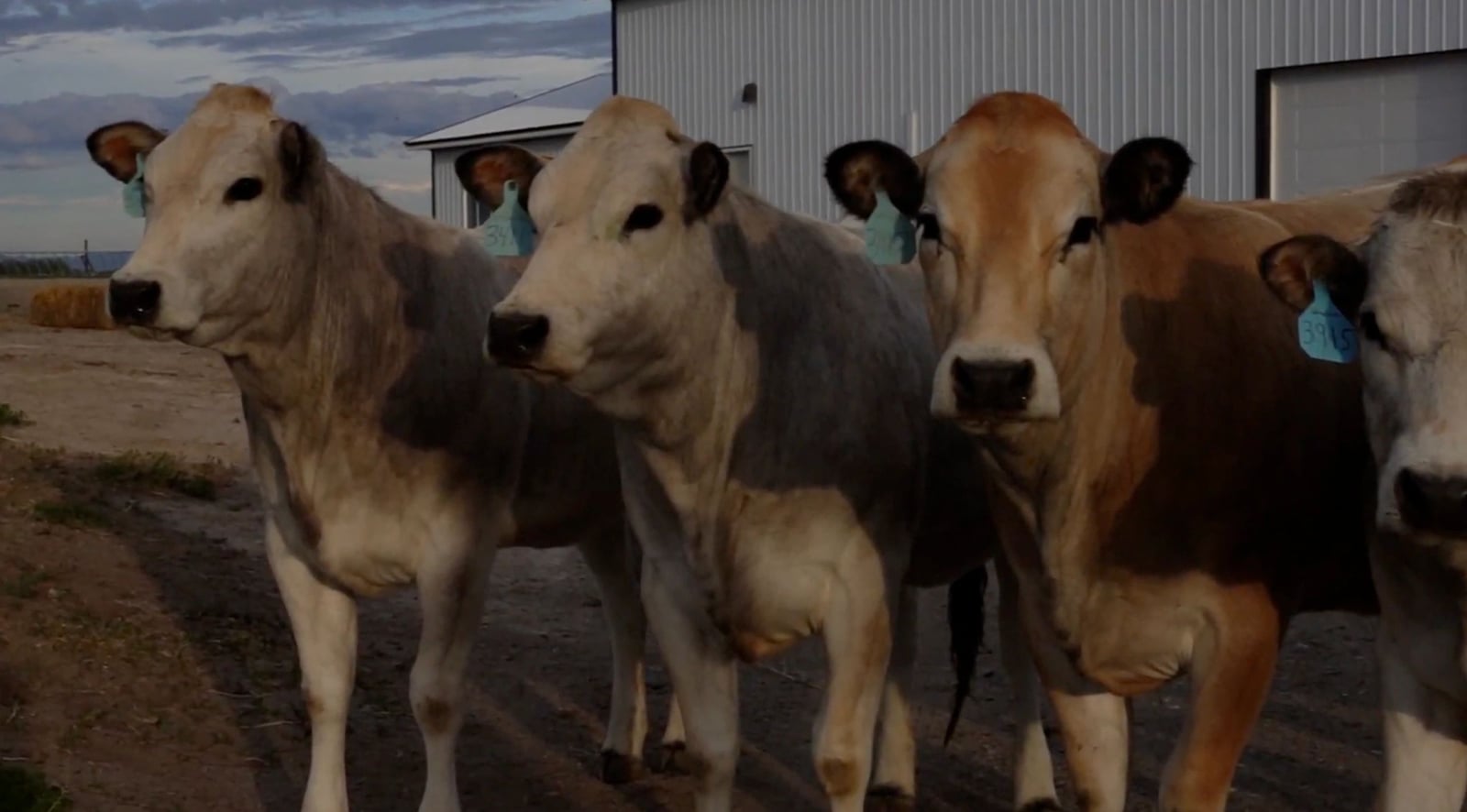 Three Piedmontese cattle close-up at Spring Lake Cattle